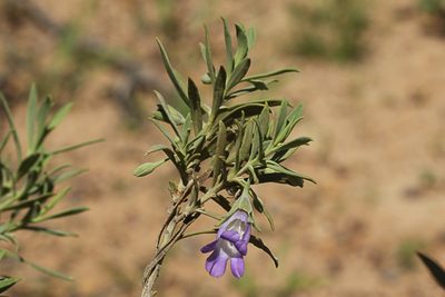 Eremophila bowmanii, photographed by dhfischer