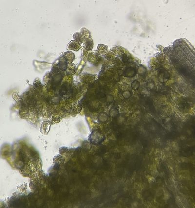 Tetracoccus ilicifolius, photographed by Matt Berger