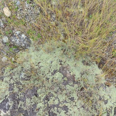 Raoulia australis, photographed by Jenny Saito