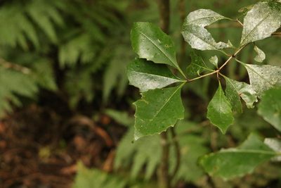 Auranticarpa rhombifolia, photographed by Greg Tasney