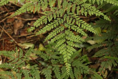 Adiantum formosum, photographed by Greg Tasney
