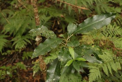 Sarcomelicope simplicifolia, photographed by Greg Tasney