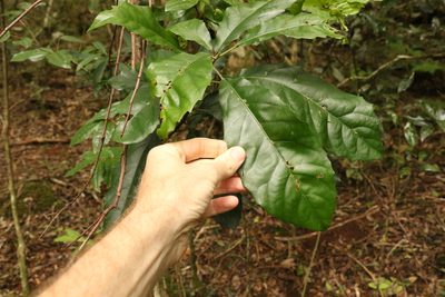 Sloanea australis, photographed by Greg Tasney