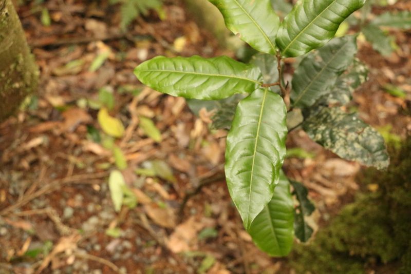 Mischocarpus australis, photographed by Greg Tasney