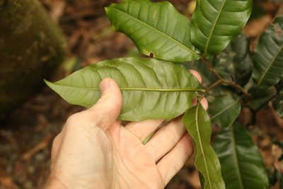 Mischocarpus australis, photographed by Greg Tasney
