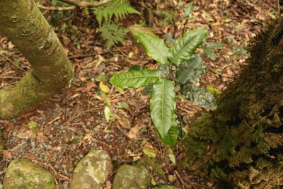 Mischocarpus australis, photographed by Greg Tasney
