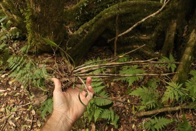 Dendrobium gracilicaule, photographed by Greg Tasney