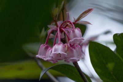 Enkianthus quinqueflorus, photographed by Lawrence Hylton