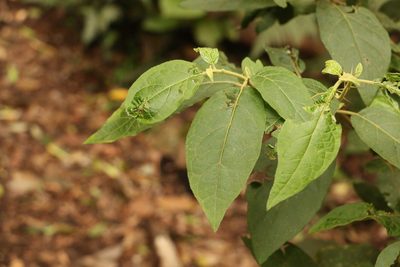 Solanum rixosum, photographed by Greg Tasney