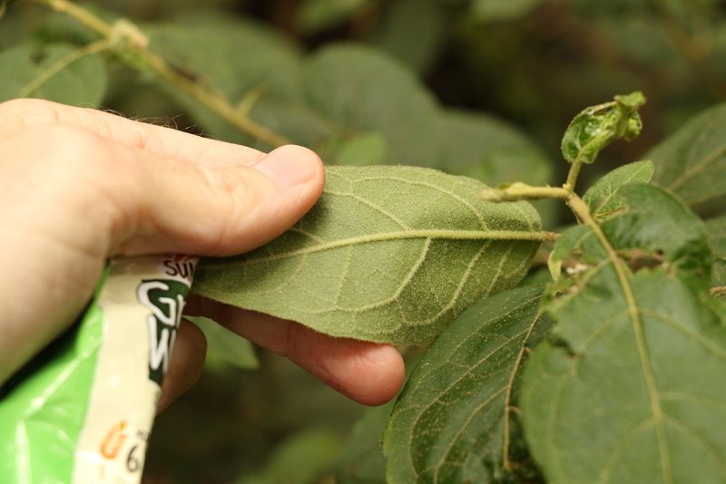 Solanum rixosum, photographed by Greg Tasney