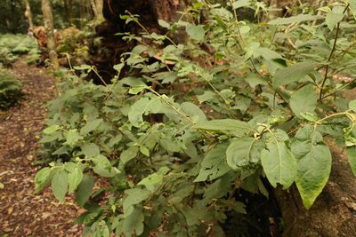 Solanum rixosum, photographed by Greg Tasney