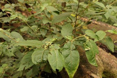 Solanum rixosum, photographed by Greg Tasney