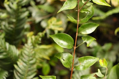 Decaspermum humile, photographed by Greg Tasney