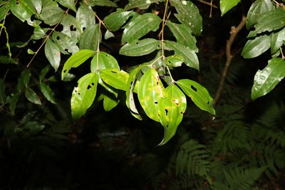 Rhodamnia argentea, photographed by Greg Tasney