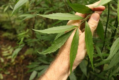 Sambucus australasica, photographed by Greg Tasney