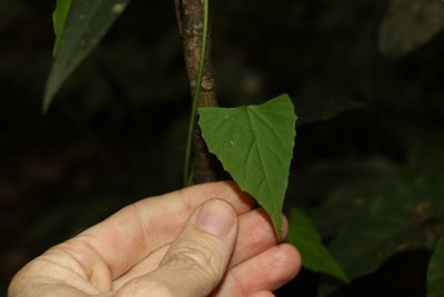 Zehneria cunninghamii, photographed by Greg Tasney
