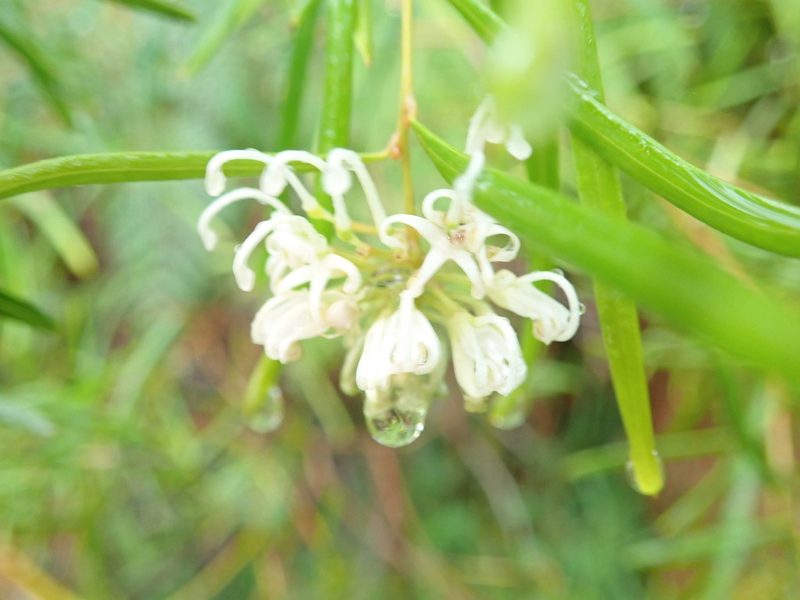 Grevillea linearifolia, photographed by Will Cornwell