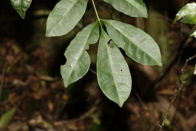Synoum glandulosum, photographed by Greg Tasney