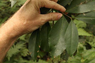Elaeodendron australe, photographed by Greg Tasney