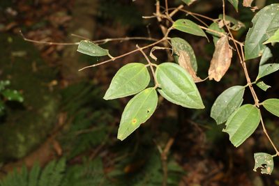 Rhodamnia rubescens, photographed by Greg Tasney