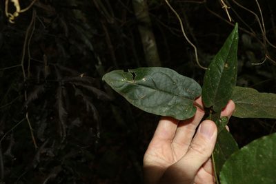 Parsonsia velutina, photographed by Greg Tasney