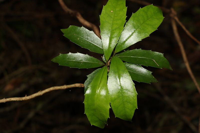 Polyosma cunninghamii, photographed by Greg Tasney