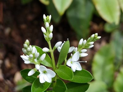 Veronica vernicosa, photographed by gnapp