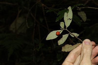 Solanum shirleyanum, photographed by Greg Tasney
