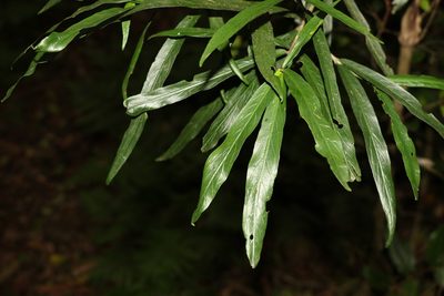 Atractocarpus chartaceus, photographed by Greg Tasney