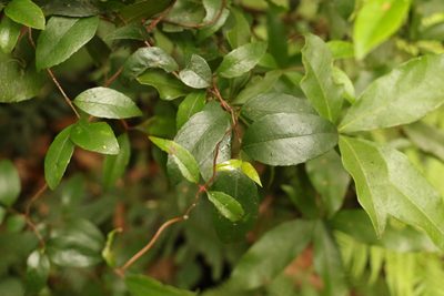 Aphanopetalum resinosum, photographed by Greg Tasney
