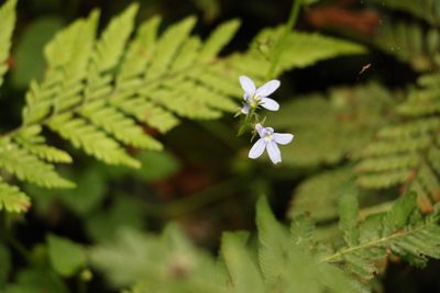 Lobelia trigonocaulis, photographed by Greg Tasney