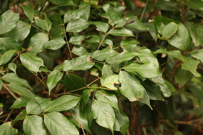 Archidendron grandiflorum, photographed by Greg Tasney