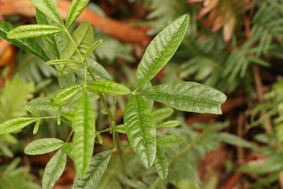 Zieria smithii, photographed by Greg Tasney