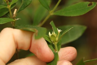 Pimelea gigandra, photographed by Greg Tasney