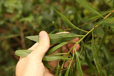 Myoporum acuminatum, photographed by Greg Tasney