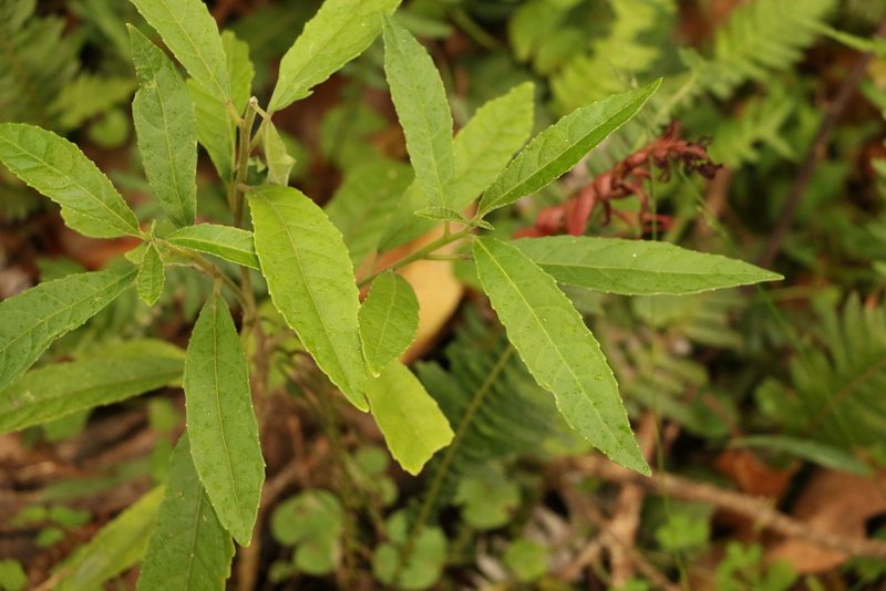 Claoxylon australe, photographed by Greg Tasney