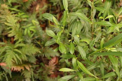 Psychotria daphnoides, photographed by Greg Tasney