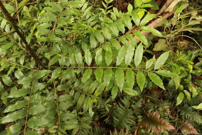 Zanthoxylum brachyacanthum, photographed by Greg Tasney