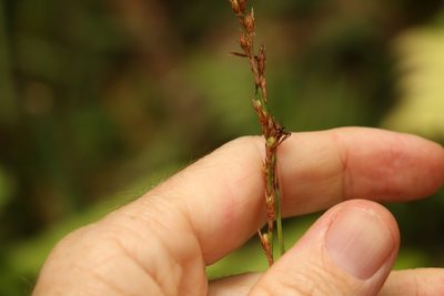Lepidosperma elatius, photographed by Greg Tasney