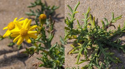 Senecio glaucus, photographed by Golfopolikayak