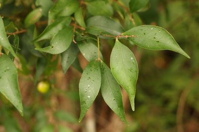 Syzygium smithii, photographed by Greg Tasney