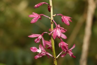 Dipodium squamatum, photographed by Greg Tasney