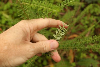 Ozothamnus rufescens, photographed by Greg Tasney