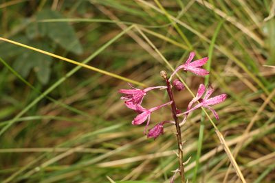 Dipodium squamatum, photographed by Greg Tasney