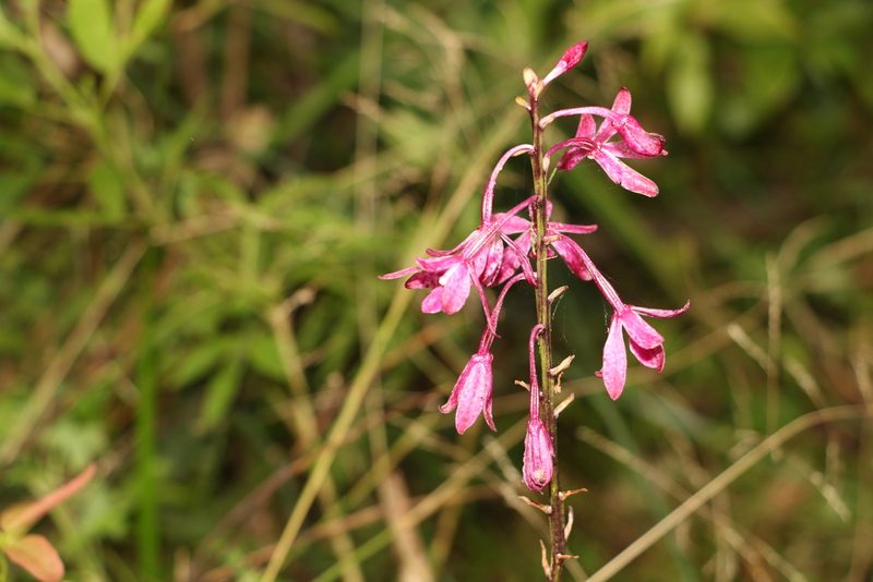Dipodium squamatum, photographed by Greg Tasney