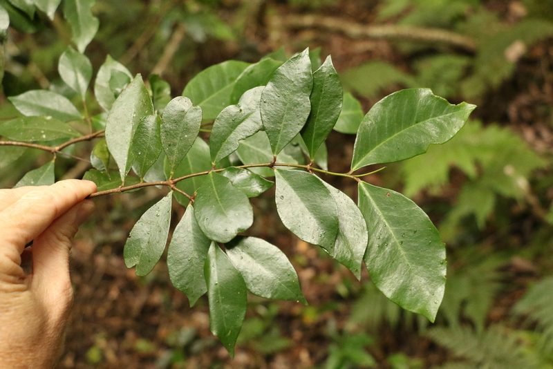 Phaleria chermsideana, photographed by Greg Tasney