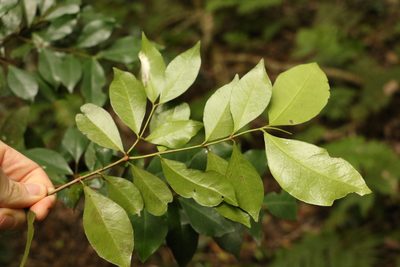 Phaleria chermsideana, photographed by Greg Tasney