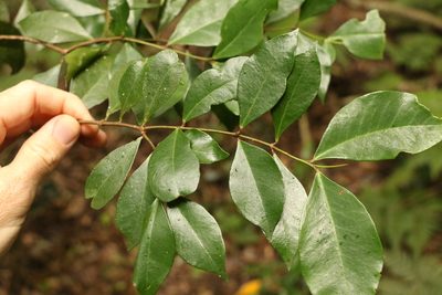Phaleria chermsideana, photographed by Greg Tasney