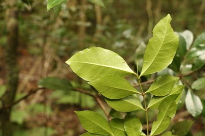 Phaleria chermsideana, photographed by Greg Tasney
