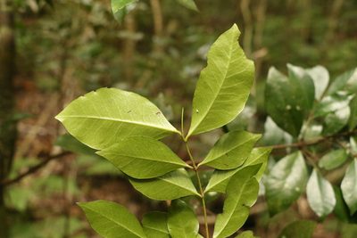 Phaleria chermsideana, photographed by Greg Tasney